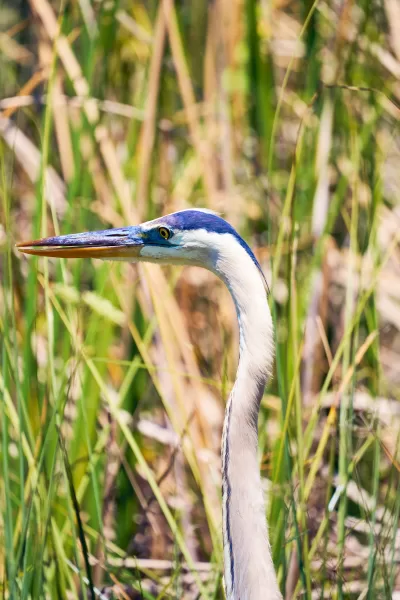 Nature Photography Everglades National Park Sarasota Florida Thru My Eyes 7