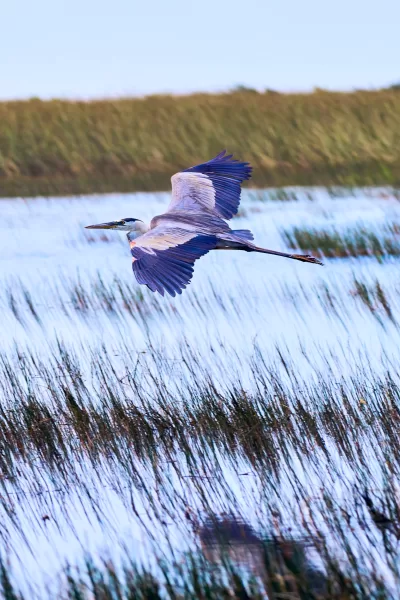 Nature Photography Everglades National Park Sarasota Florida Thru My Eyes 8