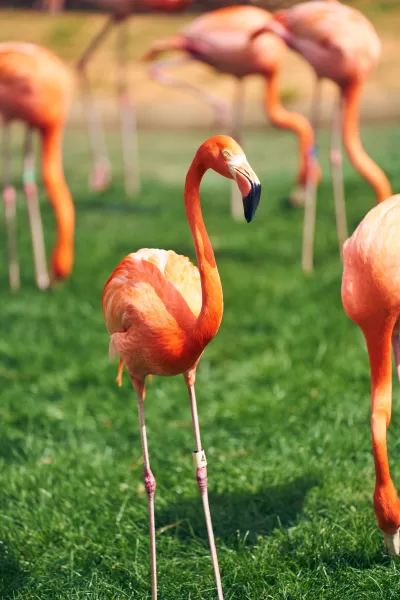 Busch Gardens Animal Photography Florida Thru My Eyes 3