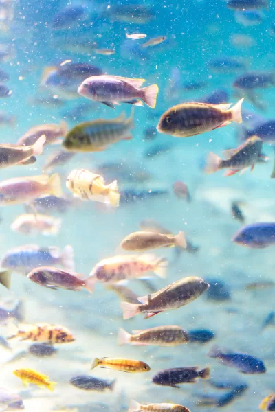 Busch Gardens Animal Photography Florida Thru My Eyes 4