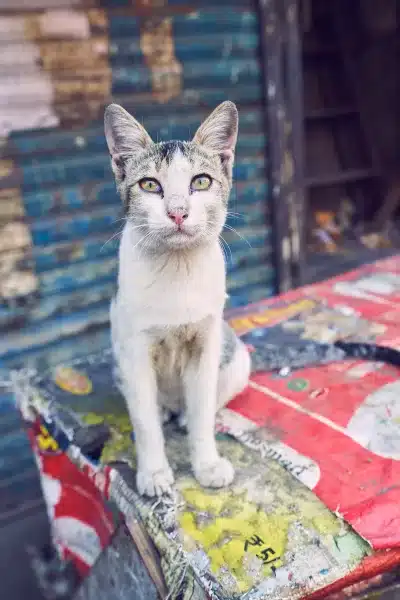 4 India Travel Photography Sarasota Florida Thru My Eyes 9