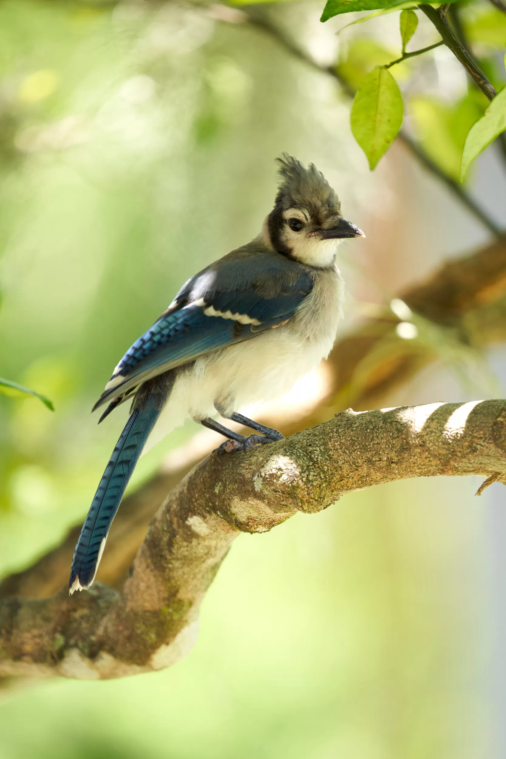 March Calendar Blue Jay Sarasota Thru My Eyes Photography