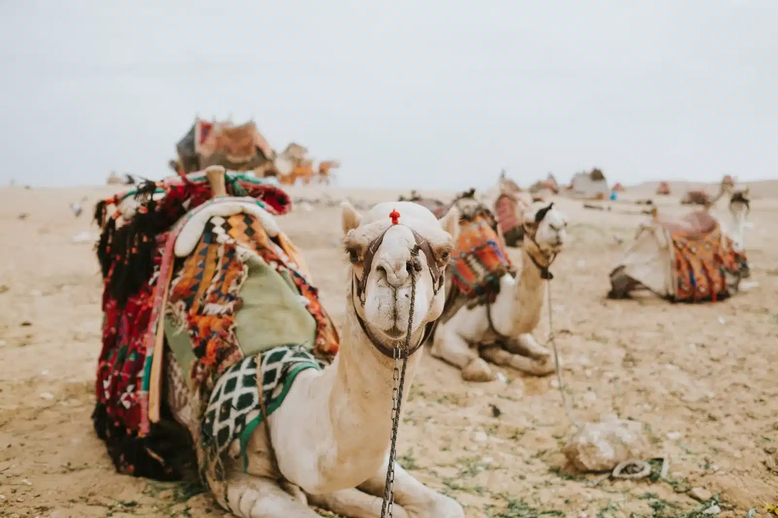 Egypt Travel Photography 1 Egypt Travel Photography 1