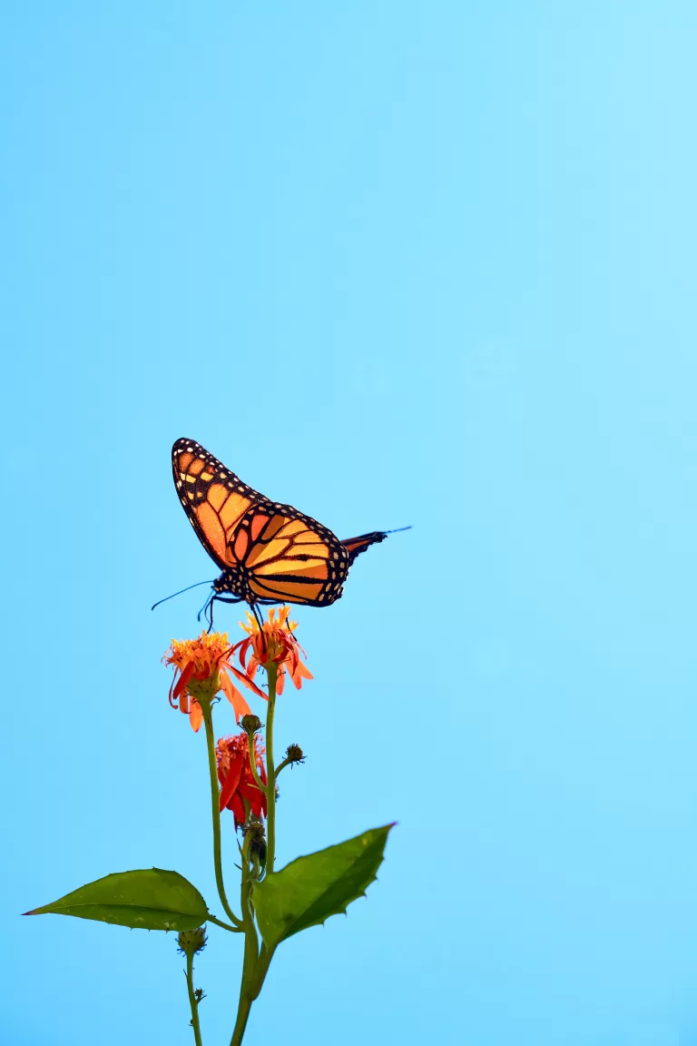 Monarch Butterfly Fine Art Nature Photography Sarasota Florida