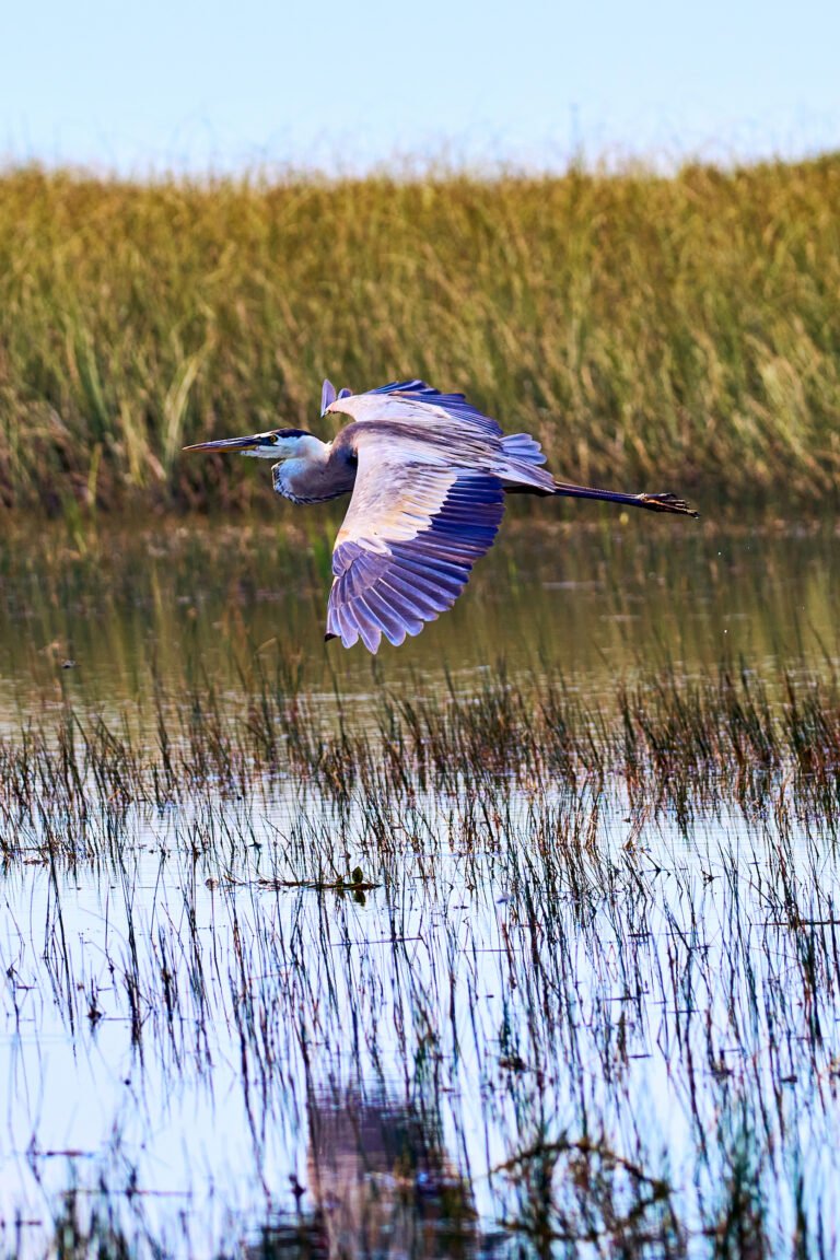Great Blue Heron Everglades National Park Nature Photography