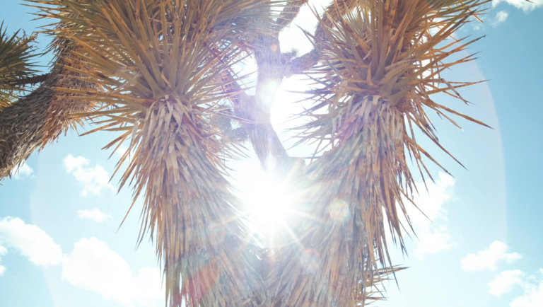 Joshua Tree Nature Videography