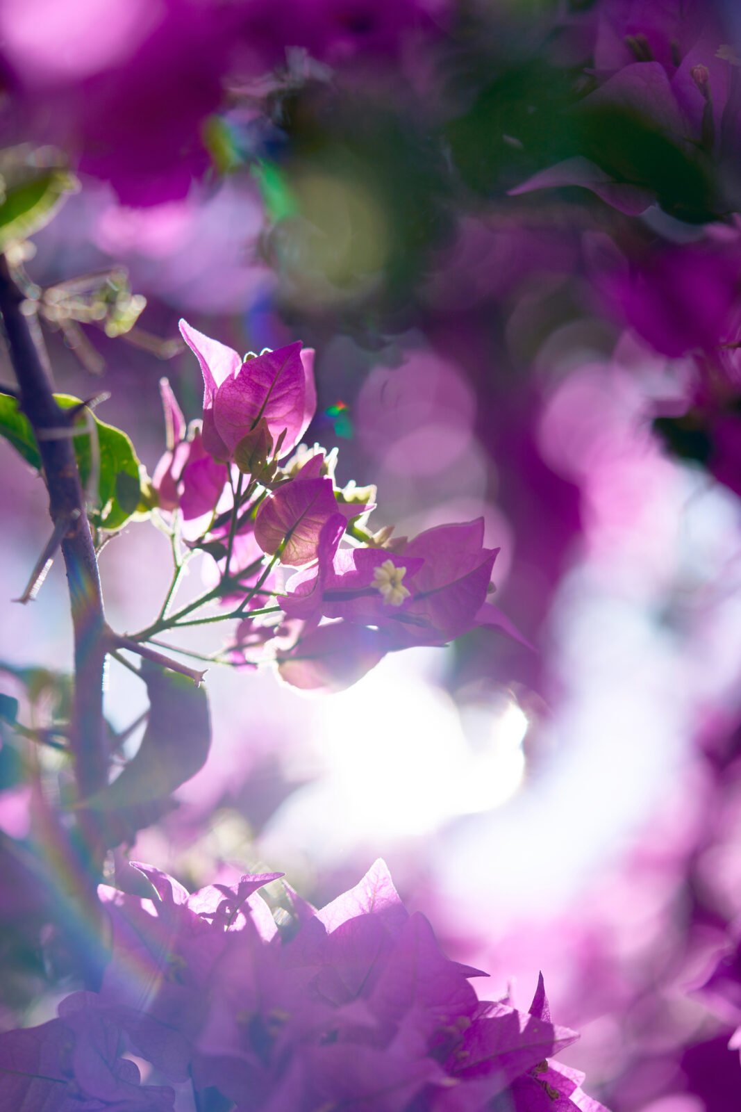 bougainvillea-purple-eternal-light 11 November 2