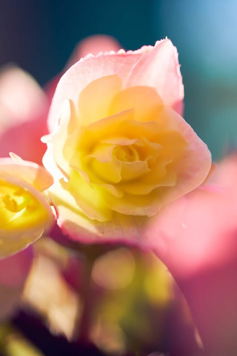 Fine Art Macro Nature Photography Yellow Begonia Flower Sarasota Florida