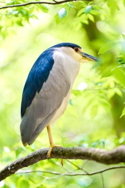 Night Heron Perched on Green Nature Photography