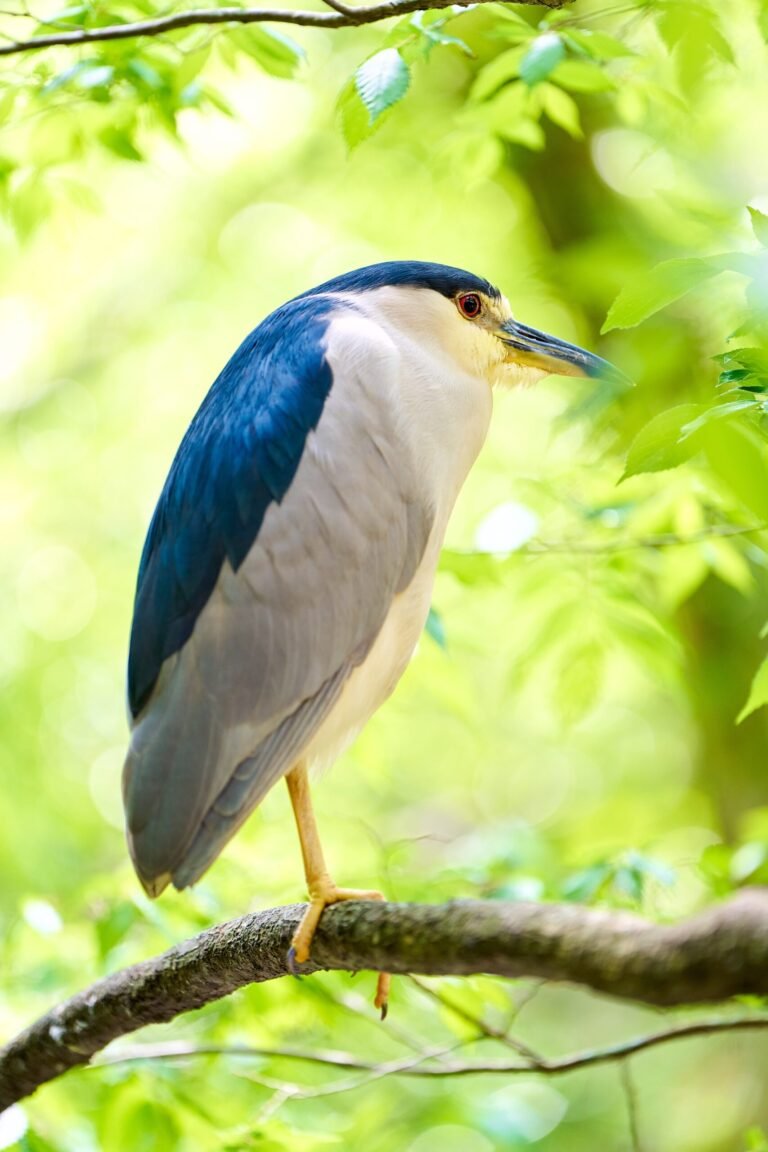Night Heron Perched on Green Nature Photography