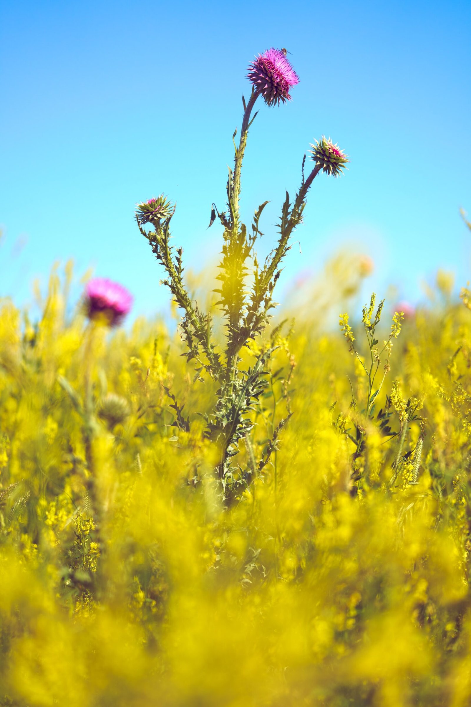 Fine Art Macro Nature Photography Sarasota Yellow Wildflowers with Bee