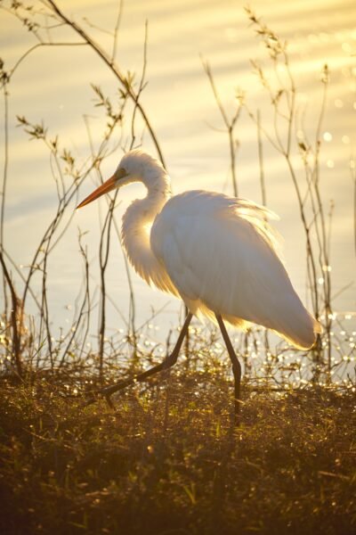 Great Egret Nature Fine Art Photography Florida