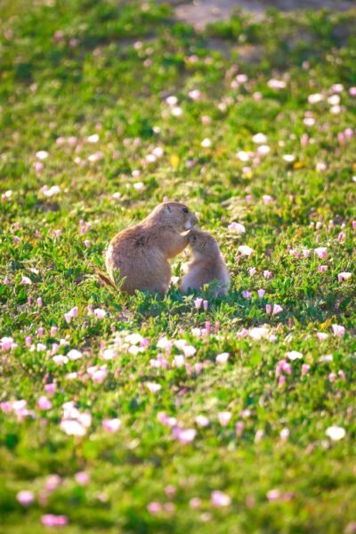 Nature Photography Sweet Prairie Dogs Badlands National Park Thru My Eyes