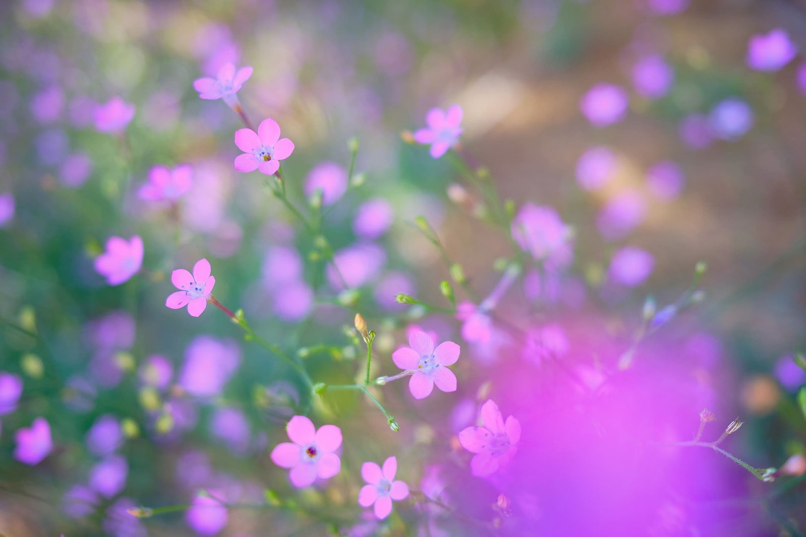 Sunflower Close-up - 24x36" Metal Print — Photography by Nicholas James Bath
