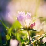 Nature Macro Photography Fine Art Sarasota Florida