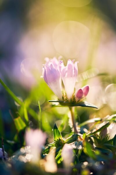 Nature Macro Photography Fine Art Sarasota Florida
