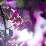 Thru My Eyes Fine Art Photography Eternal Light