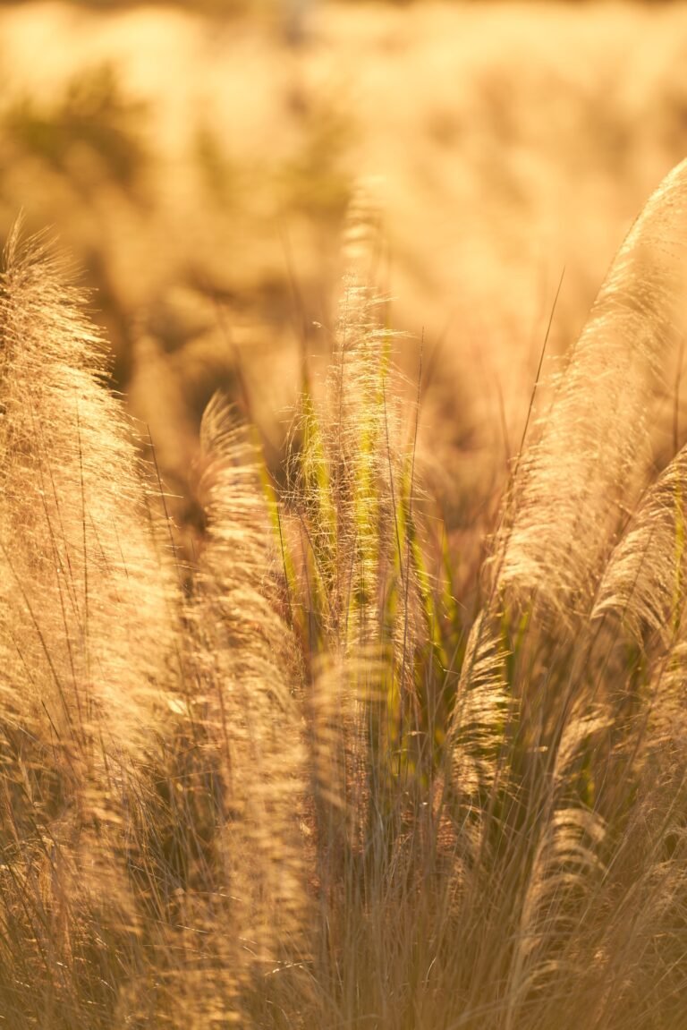 Thru My Eyes Macro Photography Nature Golden Wheat Sunrise