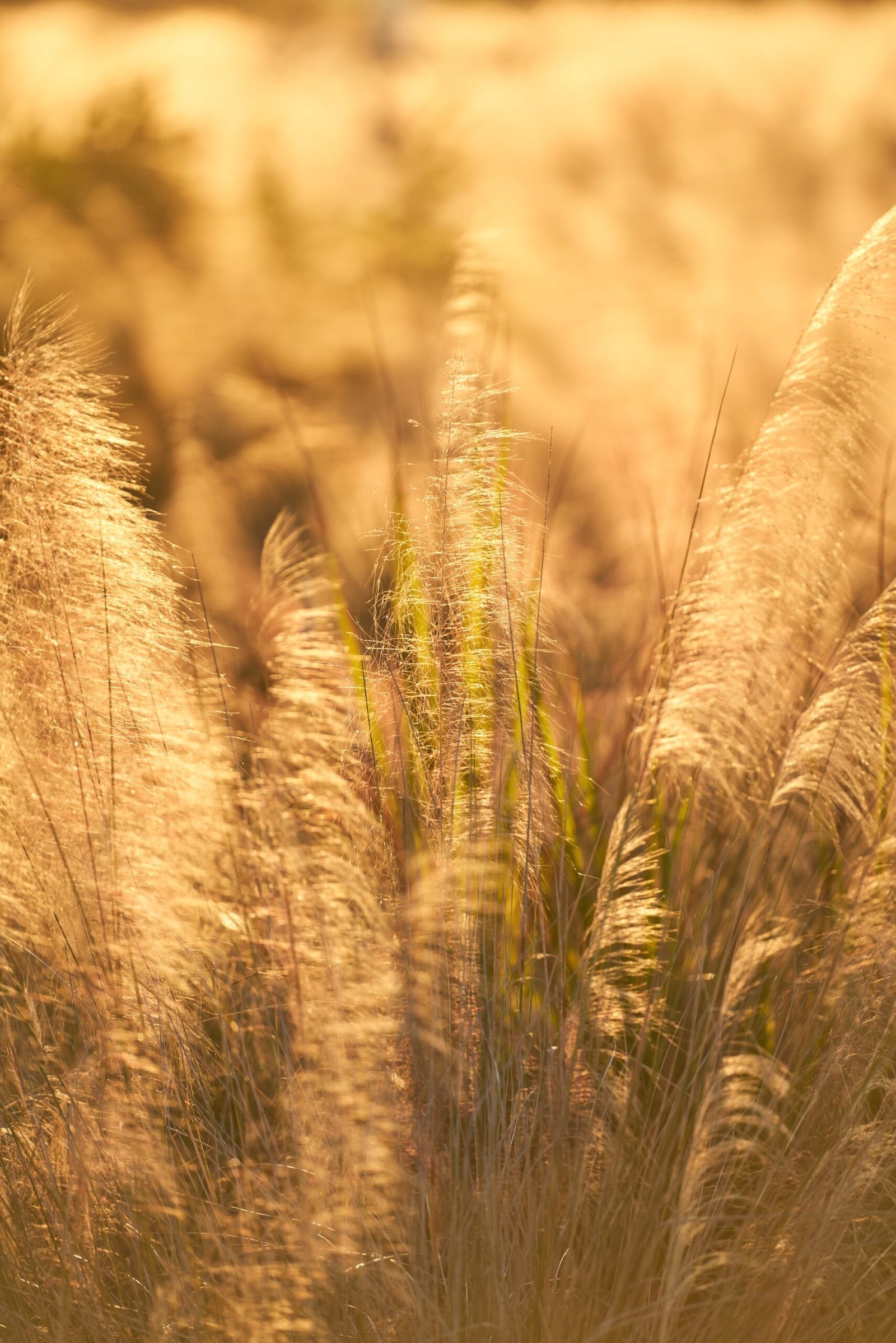 Thru My Eyes Macro Photography Nature Golden Wheat Sunrise