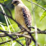 Corkscrew Swamp Sanctuary Nature Photography