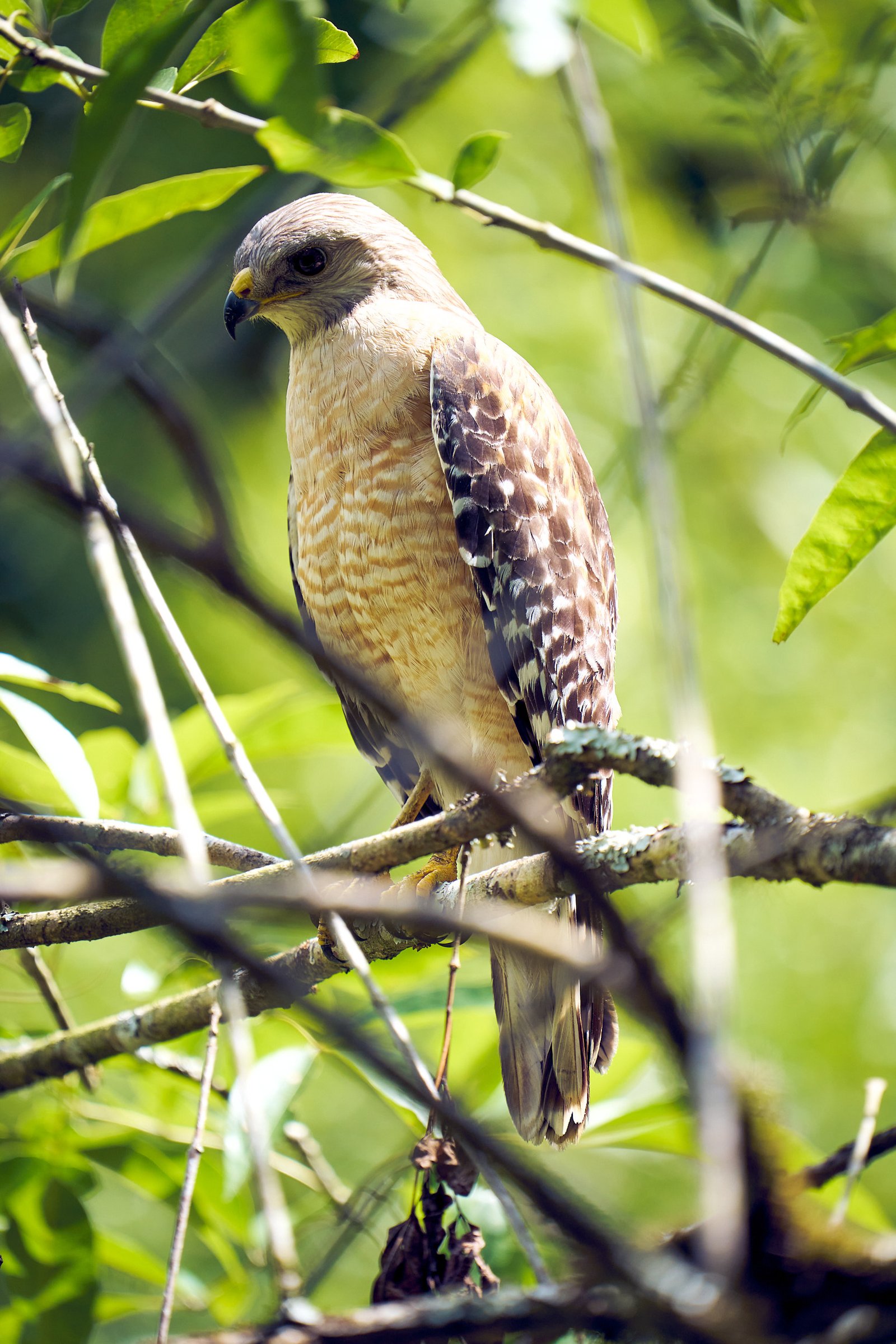 Corkscrew Swamp Sanctuary Nature Photography