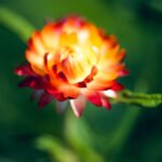 Nature Macro Photography Sarasota