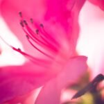 Thru My Eyes Nature Photography Azalea Flower
