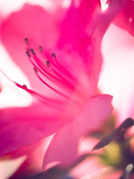 Thru My Eyes Nature Photography Azalea Flower