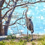 New Pass Sarasota Bay Nature Photography