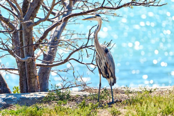 New Pass Sarasota Bay Nature Photography