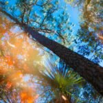 Things Are Looking Up, Nature Photography by Nicholas James Bath, Calendar Image July 2026