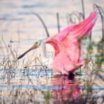 Roseate Spoonbill Nature Photography Thru My Eyes Sarasota Florida