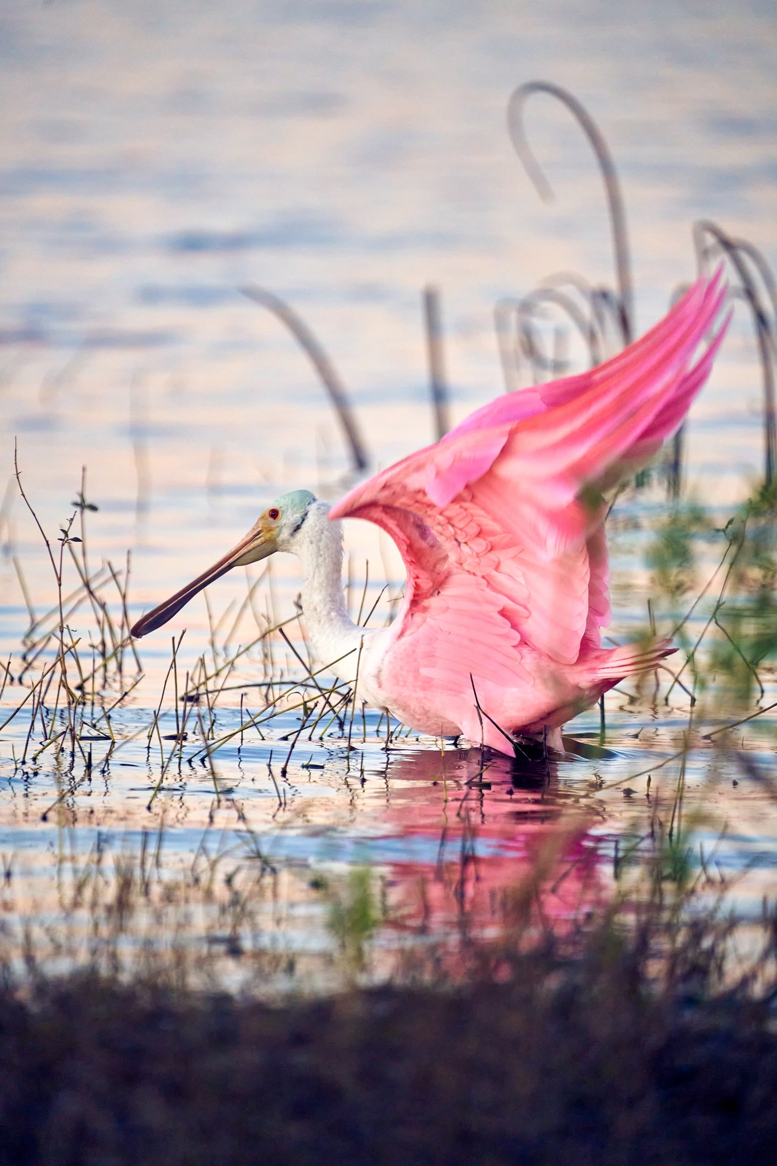Roseate Spoonbill Nature Photography Thru My Eyes Sarasota Florida