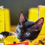 Pet Photography Black Tuxedo Kitten